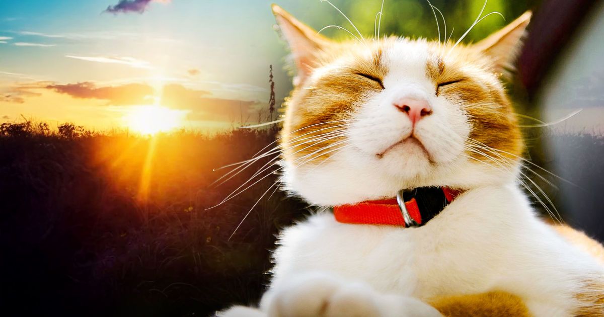 Синоптики розповіли, коли до України прийде справжнє весняне тепло