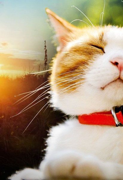 Потепление