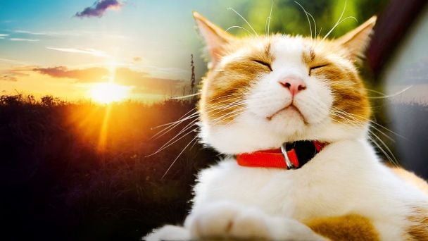 В Україні стане значно тепліше: де і коли очікувати до +20 градусів