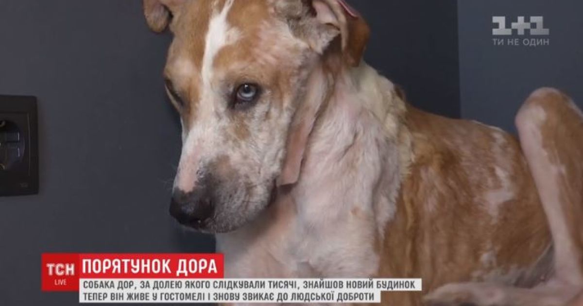 Благодаря неравнодушным украинцам в столице спасли пса, который умирал без кожи