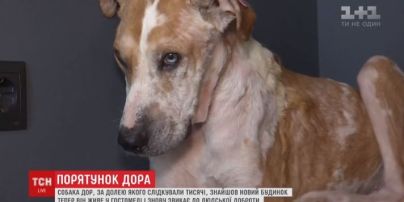 Благодаря неравнодушным украинцам в столице спасли пса, который умирал без кожи