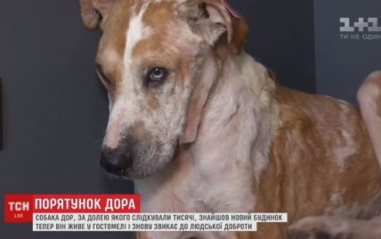 Завдяки небайдужим українцям у столиці врятували пса, який помирав без шкіри