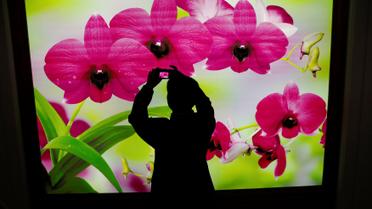 Північна Корея, КНДР, виставка квітів_33 / © Reuters