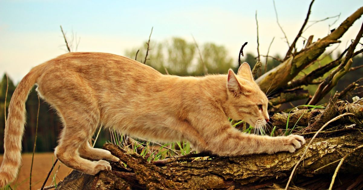 Кот точит когти