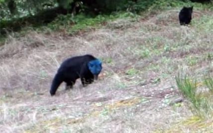 Пользователей Сети поразило видео с медведицей с синей головой