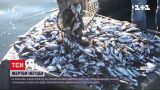 Из-за мощного снежного шторма в Греции погибли тысячи рыб | Новости мира
