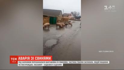 Вантажівка зі свинями перекинулася під Харковом