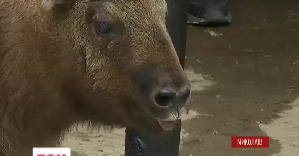 Такины похожи сразу на быков, коз и лосей.