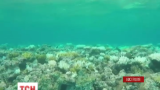 Вчені дізналися, чому Великий Бар'єрний риф втрачає яскраве забарвлення