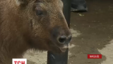 У Миколаївському зоопарку вперше до відвідувачів вийшов малюк такінів