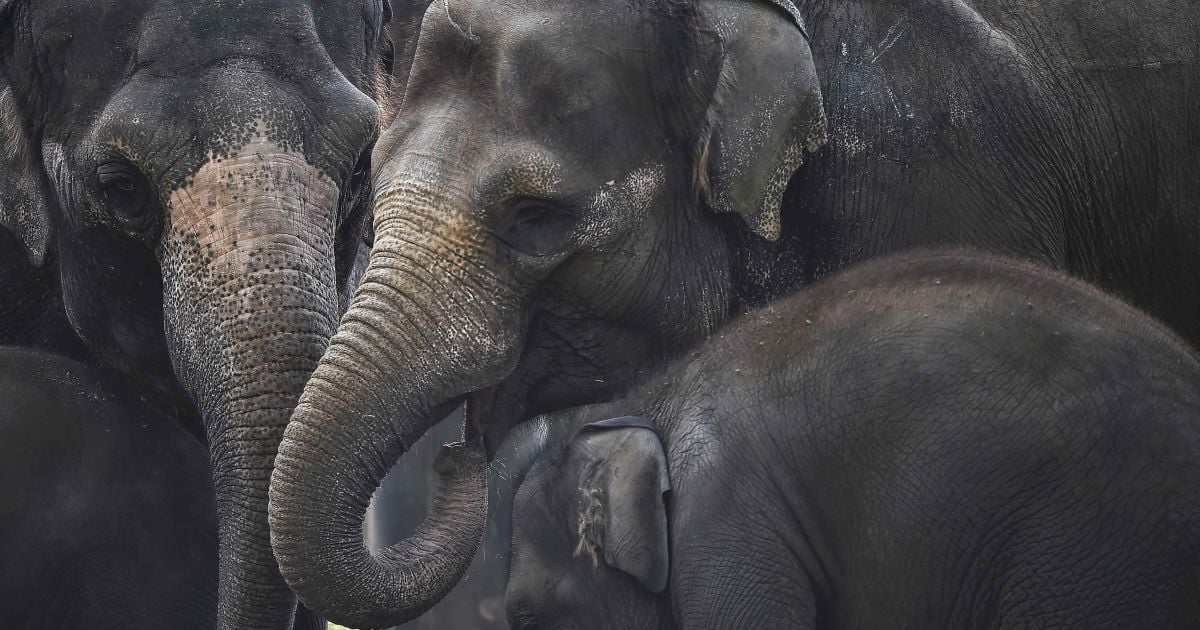 королева єлизавета зі слоном_2 / © Reuters