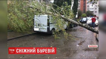 Внаслідок сильного буревію на Прикарпатті на 8-річного хлопчика впало дерево