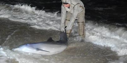 На Херсонщині врятували дельфіна, якого викинуло на берег