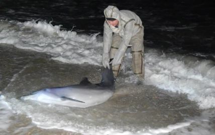 На Херсонщині врятували дельфіна, якого викинуло на берег