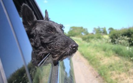 Вчені пояснили, чому собаки гавкають на машини