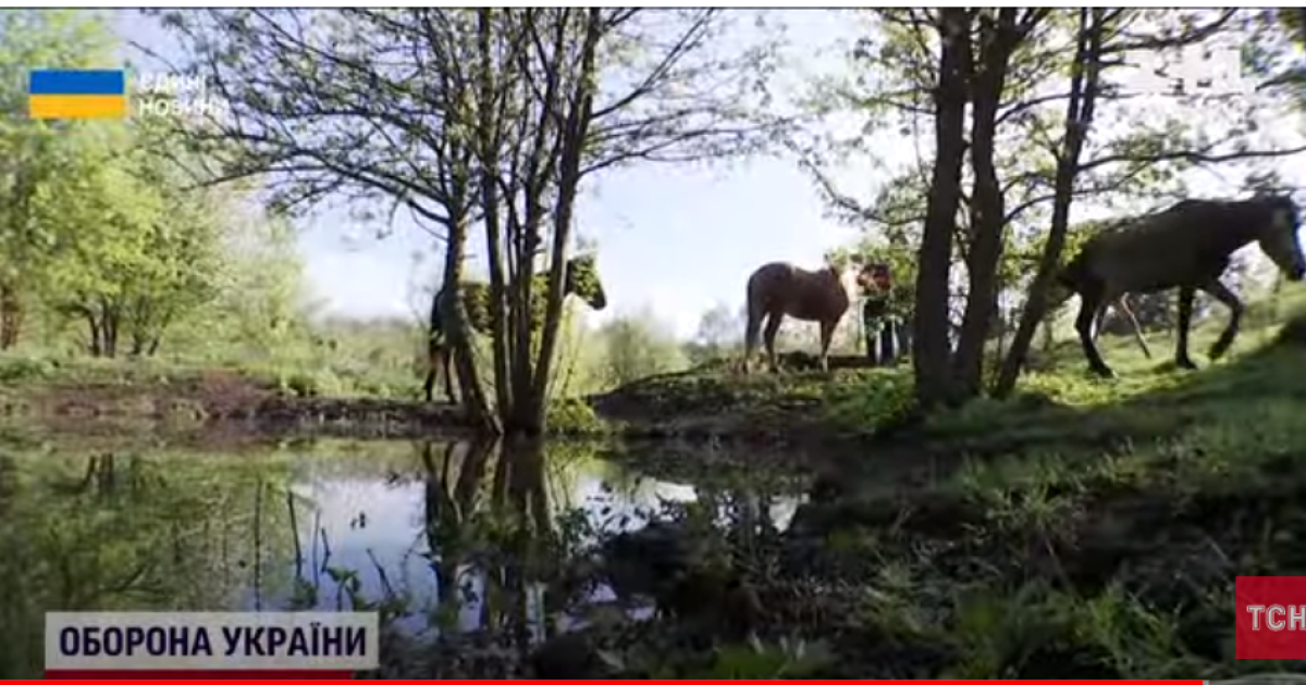 Поліські коні живуть серед природи