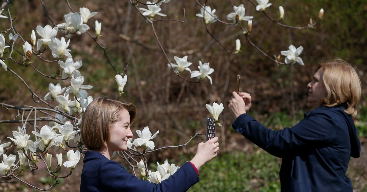В Киеве зацвела магнолия
