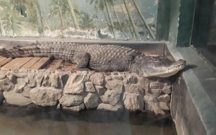 В Днепре страдает крокодил и умирают рыбы в "Аквариуме" из-за отключения света (фото)