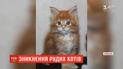 Под Киевом загадочно исчезают рыжие мейн-куны