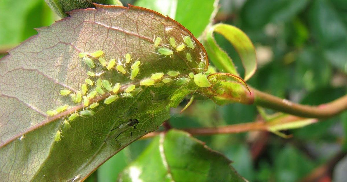 Как бороться с тлей