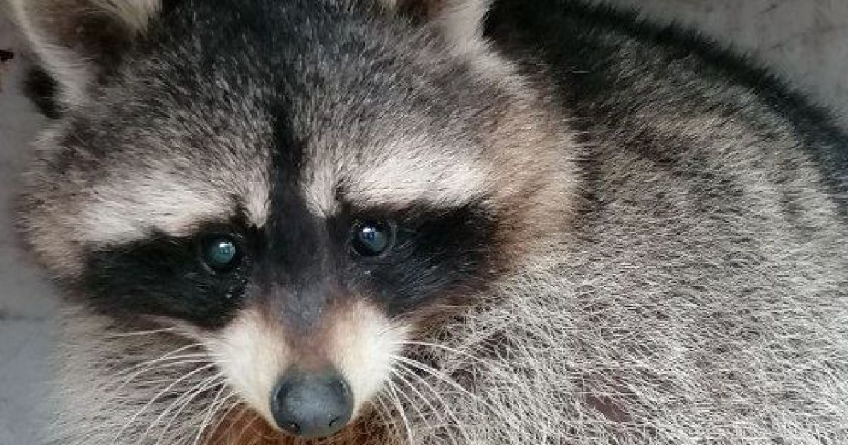 Під Києвом з аварійного дерева рятувальники знімали єнота / © facebook.com/KARG.kyivanimalrescuegroup