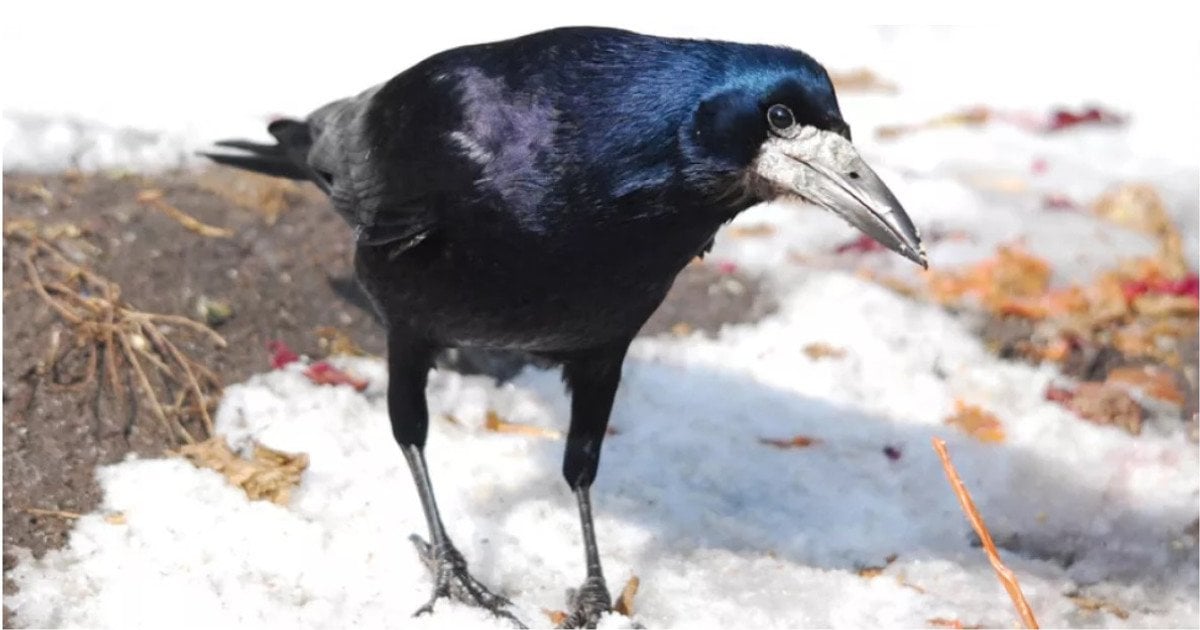 Народные приметы в марте