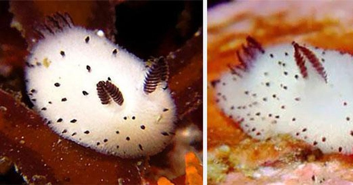 Милый, но опасный: "морской кролик" очаровал Сеть (фото)