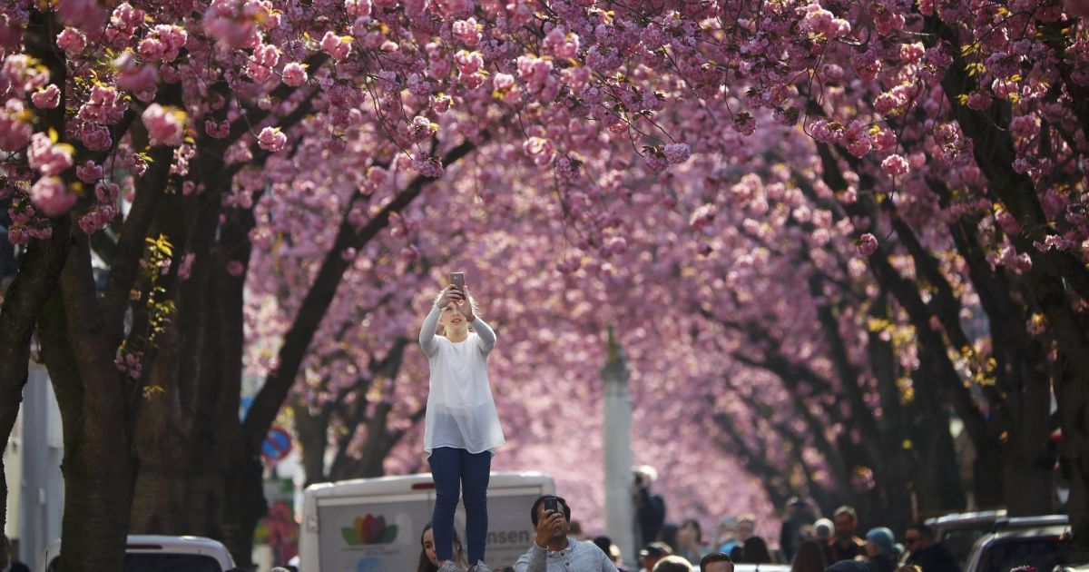 Заселфиться и зачекиниться. К цветущим сакурам в парках во всем мире потянулись тысячи людей