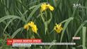 На Вінниччині розквітла долина жовтих ірисів