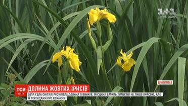 На Вінниччині розквітла долина жовтих ірисів