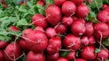 Редис