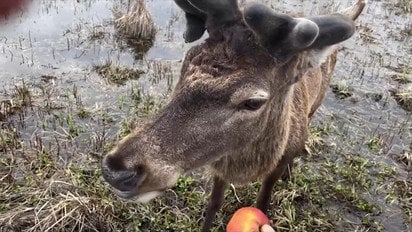 В Ровенской области спасают оленя Бориса: как лечат животное