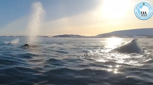 Українські полярники показали фантастичну зустріч з китами
