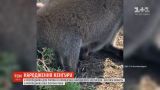 У розпліднику для рослин в Кременчуці народилося кенгуреня