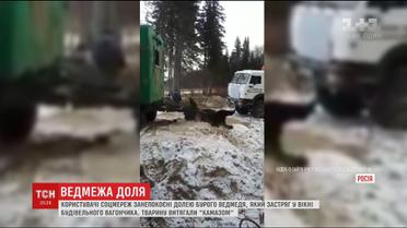У Росії жорстоким способом рятували ведмедя, що застряг у вікні вагончика для робітників