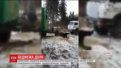 У Росії жорстоким способом рятували ведмедя, що застряг у вікні вагончика для робітників