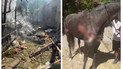 Поврежденная в Одессе конюшня и раненое животное в результате атаки 11 июля
