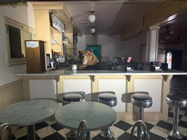 Чотирилапий проник до магазина. Фото: El Dorado County Sheriff's Office / Facebook