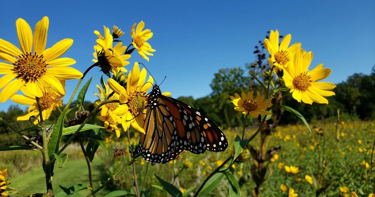 Що посадити один раз і збирати урожай щороку