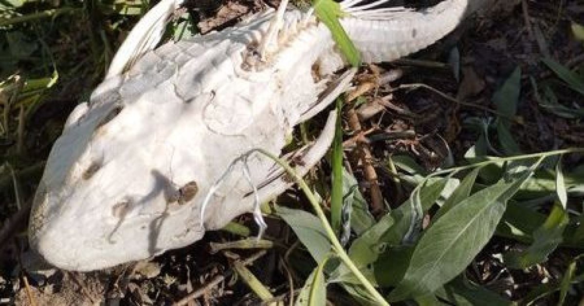 В Киевской области обнаружили экзотическую рыбу