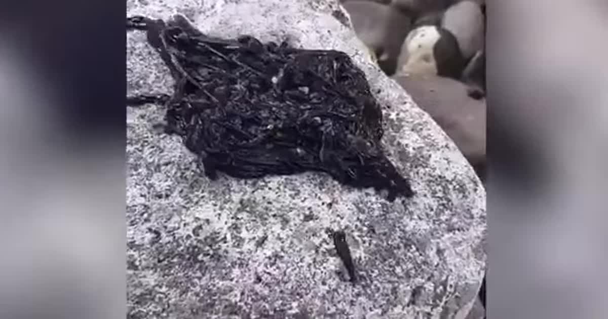 В Сети показали видео с загадочной черной массой, которая шевелится