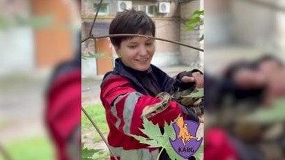 У Києві з дерева зняли велетенського удава-втікача