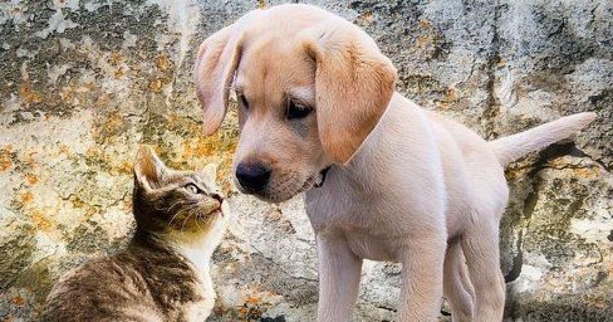 В Іспанії котів та собак офіційно визнали членами сім'ї