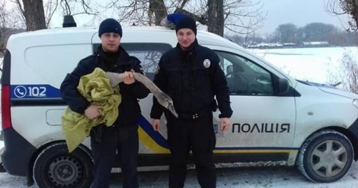 На Киевщине спасли вмерзшего в лед лебедя