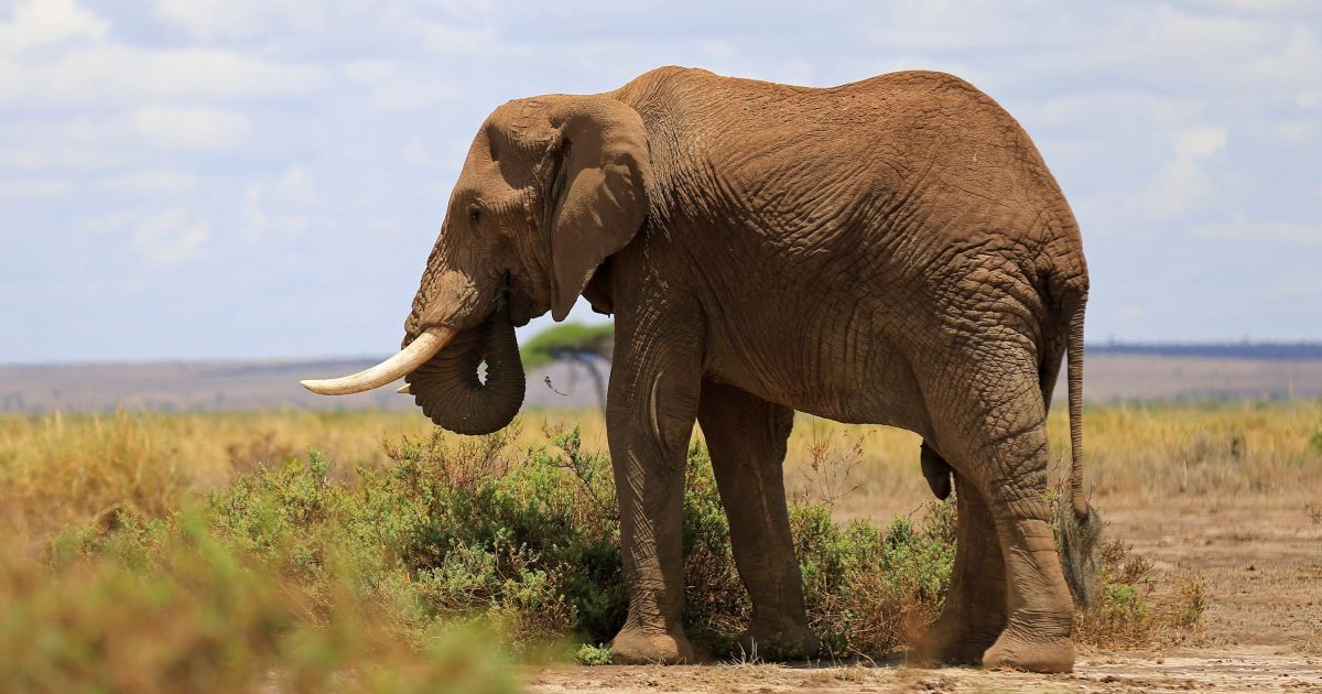 V Africi Vbili Odnogo Z Ostannih Sloniv Taskeriv Svit Tsn Ua