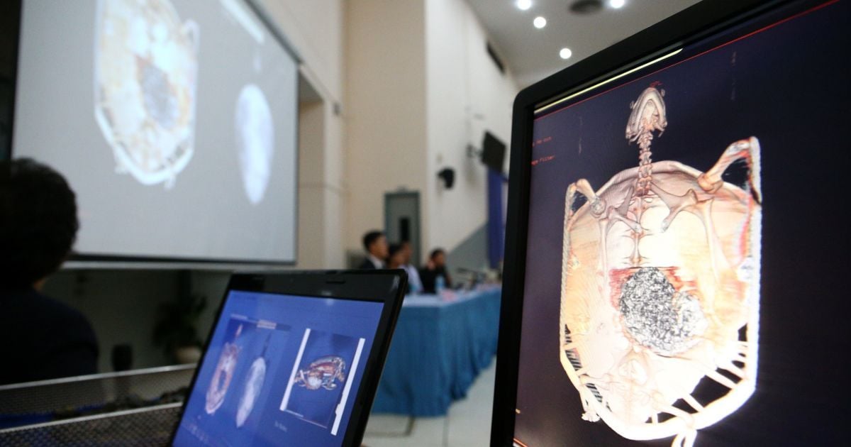 У Таїланді успішно прооперували черепаху, яка з'їла майже тисячу монет / © Reuters