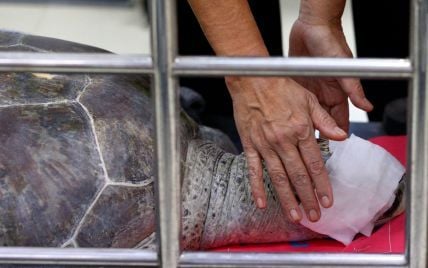 У Таїланді від зараження крові померла черепаха, з якої дістали майже тисячу монет