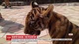 Керівництво одеського біопарку, де знущалися над тигреням, може відбутися штрафом