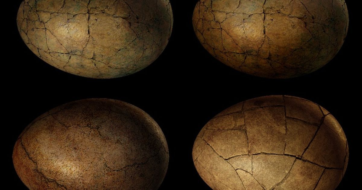 В Индии обнаружили гнездо с 256 окаменевшими яйцами динозавров