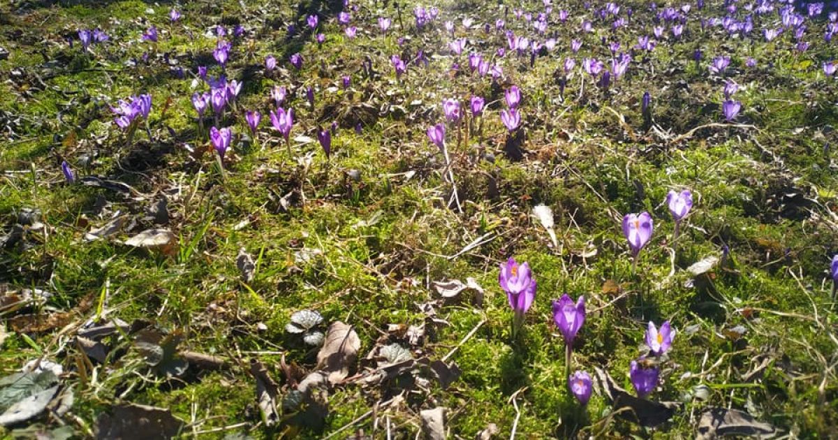 Новини Закарпаття: у Колочаві розцвіли шафрани - фото — Укрaїнa